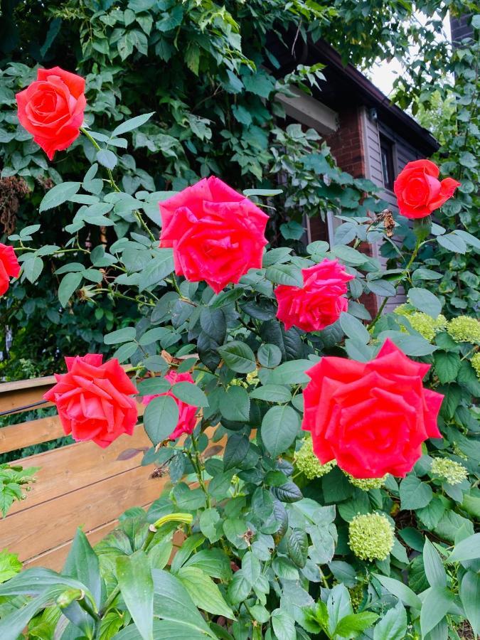 Lovely II Space Share A Room East York Canada Toronto Exteriör bild